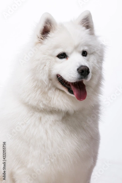 Obraz siberian husky dog isolated on white background