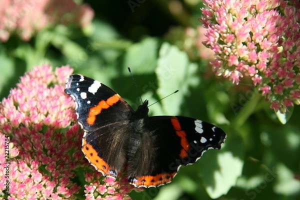 Obraz Butterfly on flower