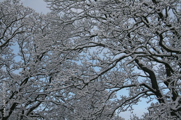 Obraz Winter Trees