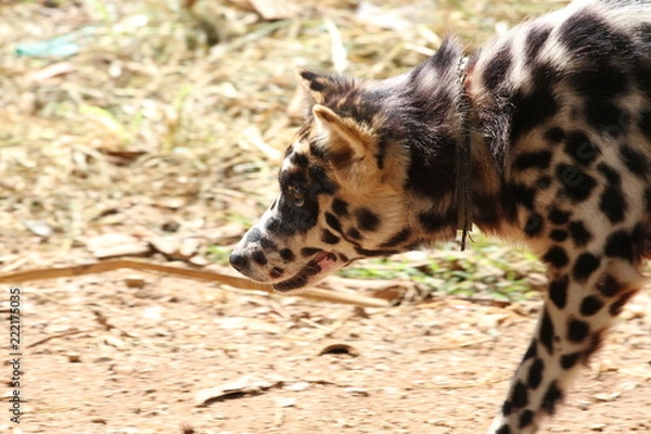 Fototapeta Kambodscha