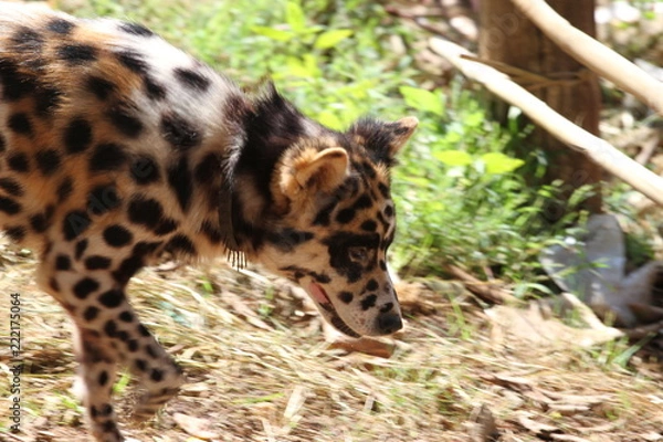 Fototapeta Kambodscha