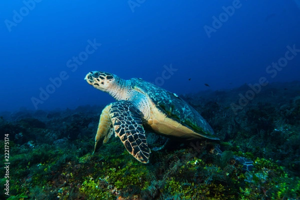 Fototapeta Hawksbill Turtle