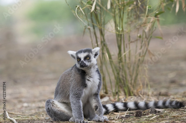 Fototapeta Lemur