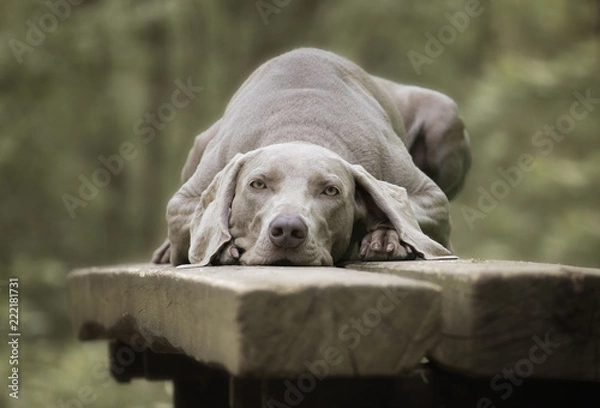 Fototapeta Weimaraner