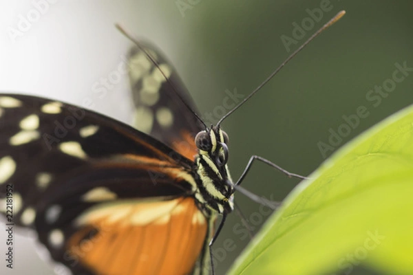 Fototapeta Butterfly close up macro