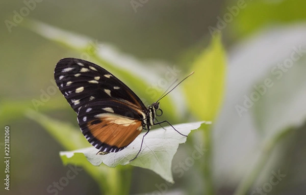 Fototapeta Butterfly close up macro