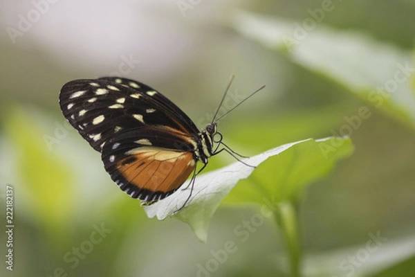 Obraz Butterfly close up macro