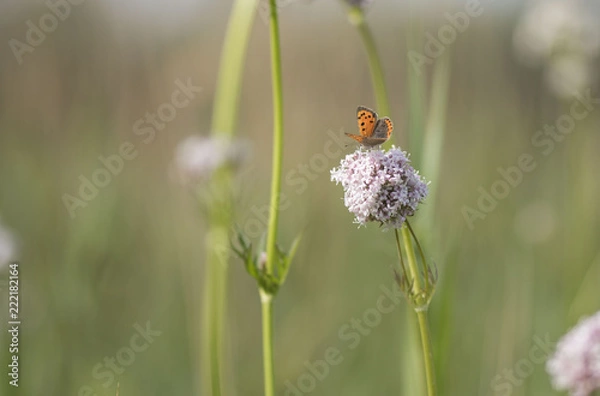 Fototapeta Butterfly close up macro