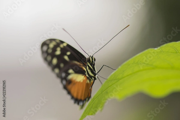 Fototapeta Butterfly close up macro