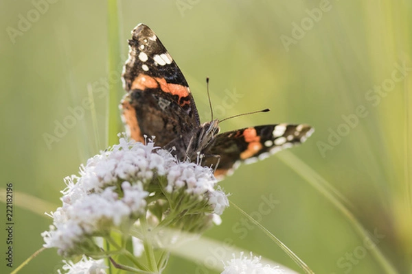 Fototapeta Butterfly close up macro