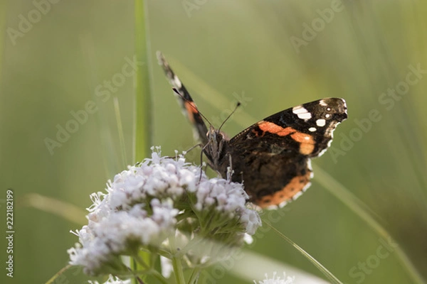 Fototapeta Butterfly close up macro