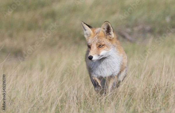 Fototapeta Fox