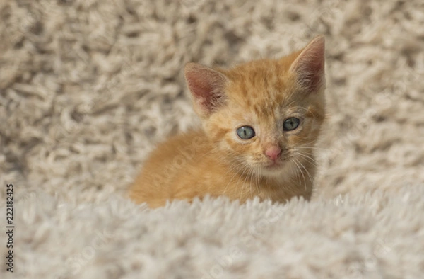 Fototapeta Cat Red Kitten