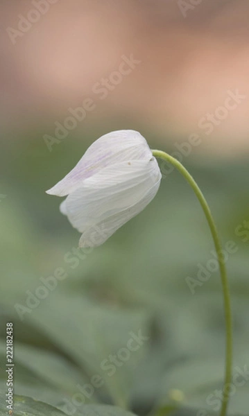 Fototapeta Flower closeup