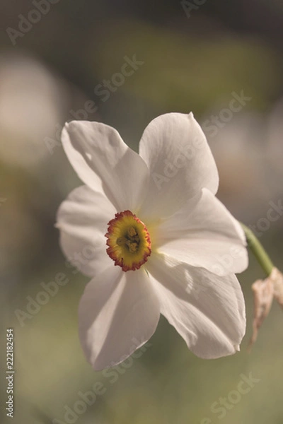 Obraz Flower closeup