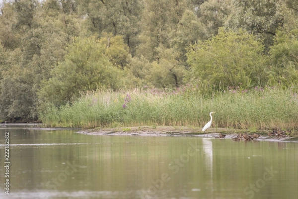 Fototapeta Waterbird
