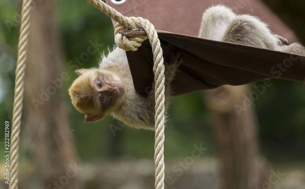 Fototapeta Playfull monkey