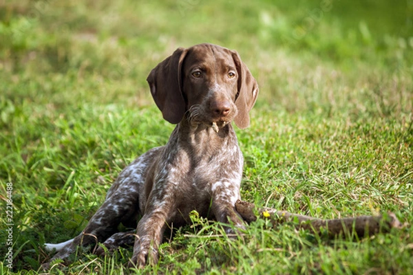 Obraz german shorthaired pointer, kurtshaar one brown spotted puppy lies on the green grass next to the stick, in the mouths of pieces of gnawed wood, looks into the distance, a beautiful dog,