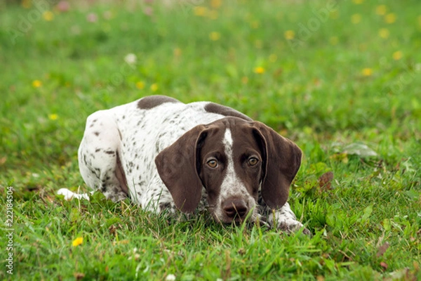 Obraz german shorthaired pointer, kurtshaar one brown spotted puppy lies on the green grass in the field, the muzzle is lowered to the ground, the eyes are looking into the camera,