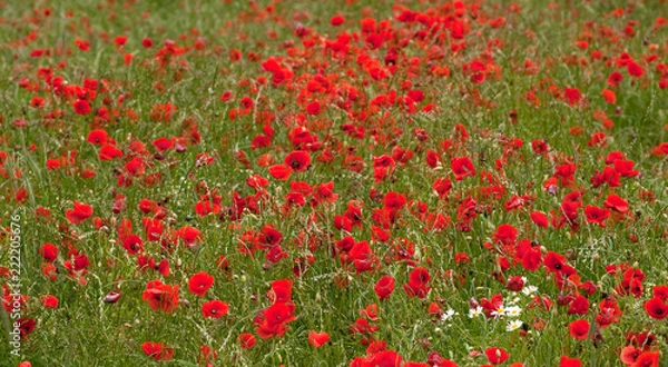 Fototapeta Mohnfeld