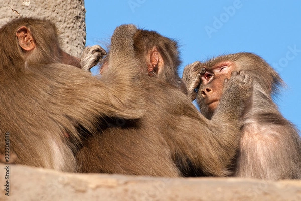 Fototapeta Affenbande