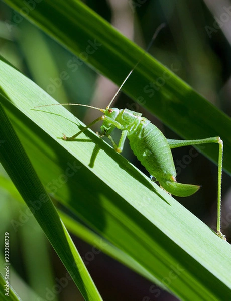 Fototapeta Grashüpfer