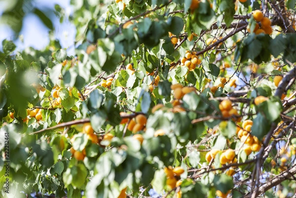 Fototapeta Apricots in the sun. Juicy fruit on the branches of trees. Ripe apricot is ready for harvesting.