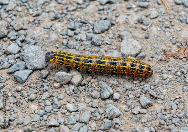 Fototapeta Buff tip moth caterpillar