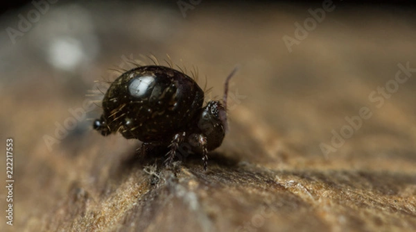 Fototapeta Allacma fusca globular springtail