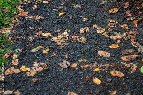 Obraz leaves on the road