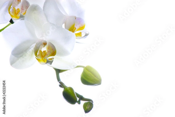 Obraz biała orchidea