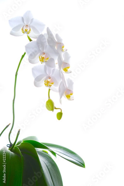 Fototapeta biała orchidea na piechotę