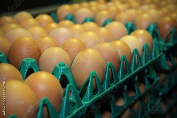 Obraz Eier-Produktion