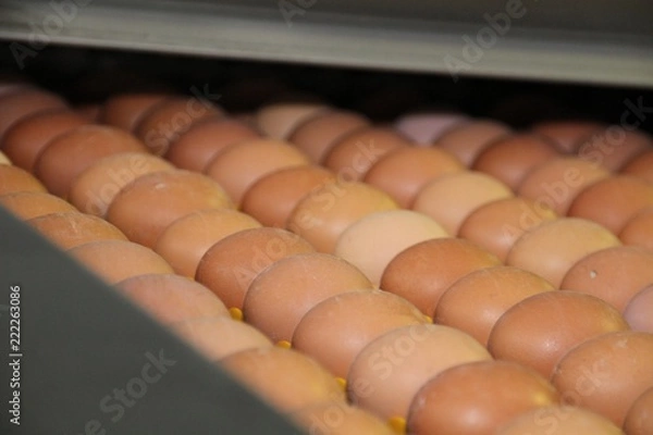 Obraz Eier-Produktion