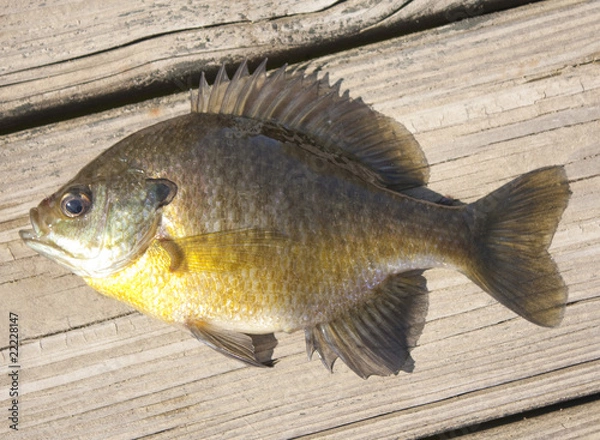 Obraz Small Bluegill