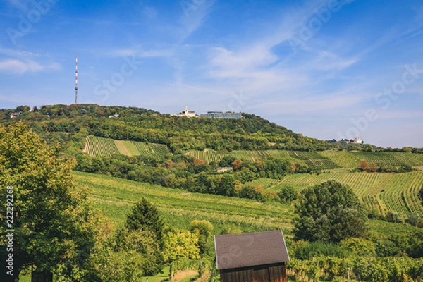 Fototapeta View over vineyard valley towards Kahlenberg and Leopldsberg