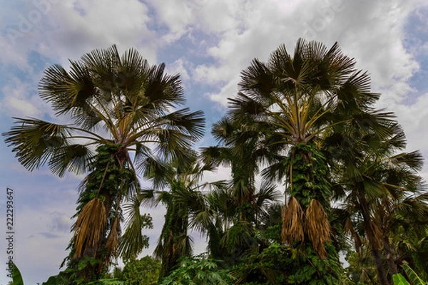 Fototapeta Corypha, Asian Palm Tree, Buri fruits, 