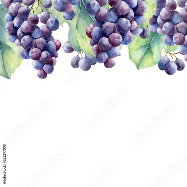Fototapeta watercolor grapes branch on white background