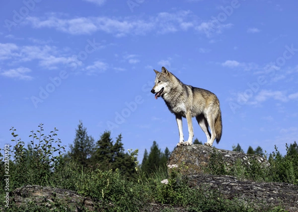 Obraz Claiming His Territory