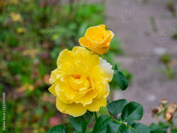 Obraz yellow rose