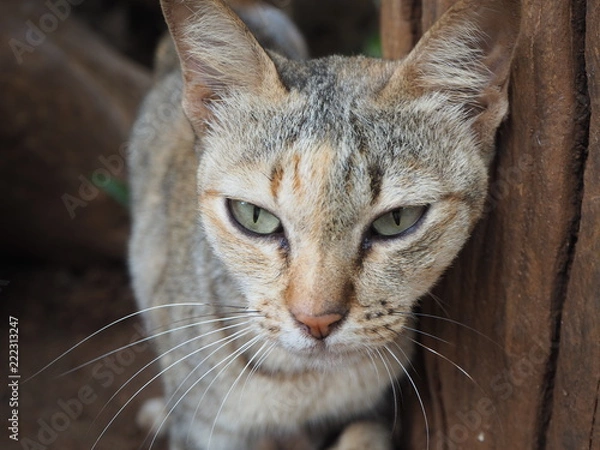 Fototapeta แมวไทยเป็นสัญลักษณ์แห่งความสวยงาม และให้ความสุข สงบร่มเย็น สำหรับคนที่เลี้ยง