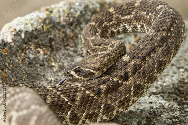 Obraz Eastern Diamondback Rattlesnake.