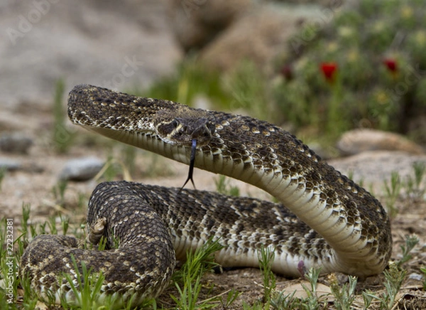 Obraz Eastern Diamondback Rattlesnake.