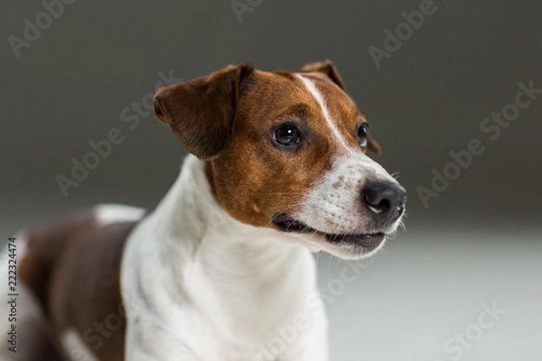 Fototapeta Jack Russel terrier