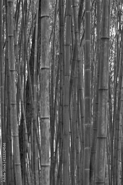 Obraz Bamboo