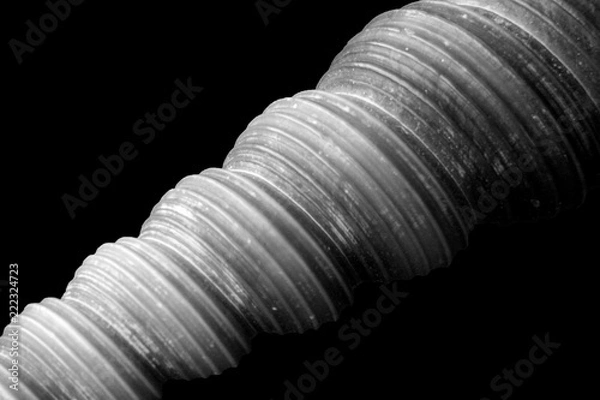 Obraz B&W Conch