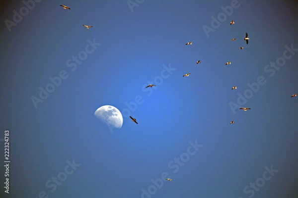 Obraz Moon and Seaguls