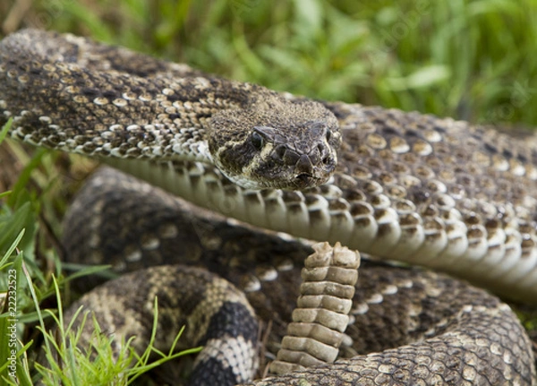 Obraz Eastern Diamondback Rattlesnake.
