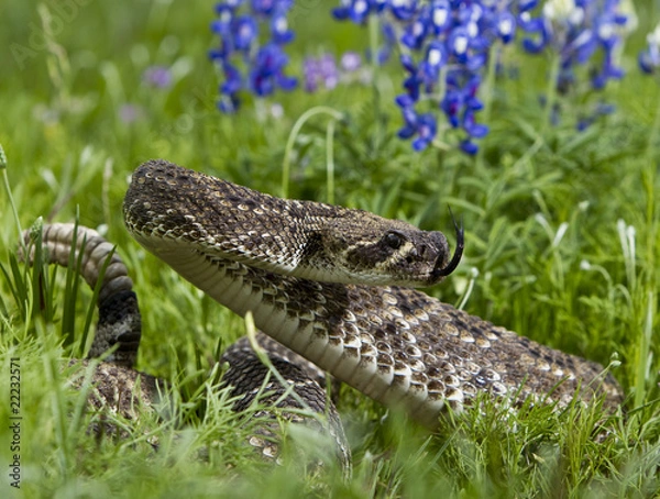 Obraz Eastern Diamondback Rattlesnake.