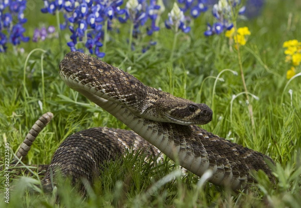 Obraz Eastern Diamondback Rattlesnake.